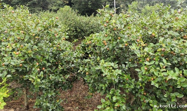 安徽德昌苗木有限公司油茶喜获丰收