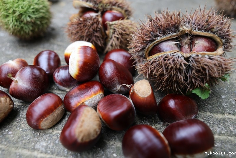 晓天镇：饱满板栗正丰收