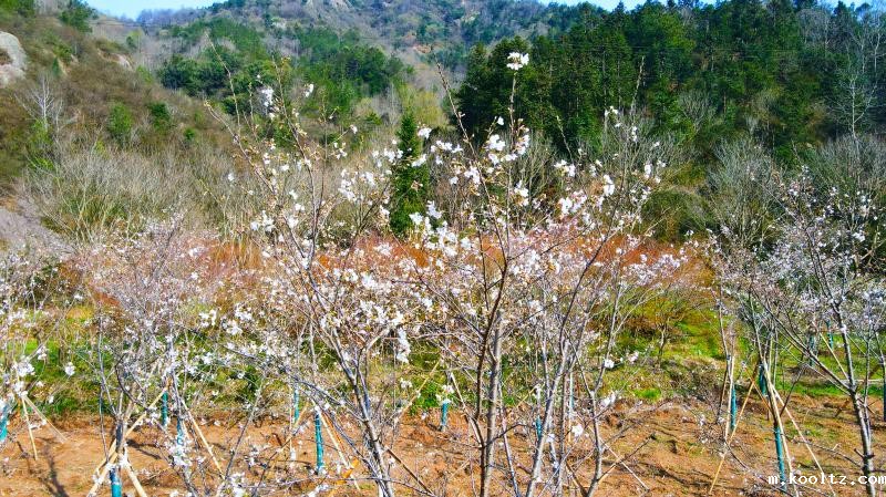 晓天镇：浪漫樱花  粉色梦境