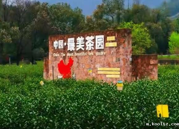 【游舒城】大家好，我是舒城小兰花。这个春天，来舒城茶园，和我来一场美丽的邂逅