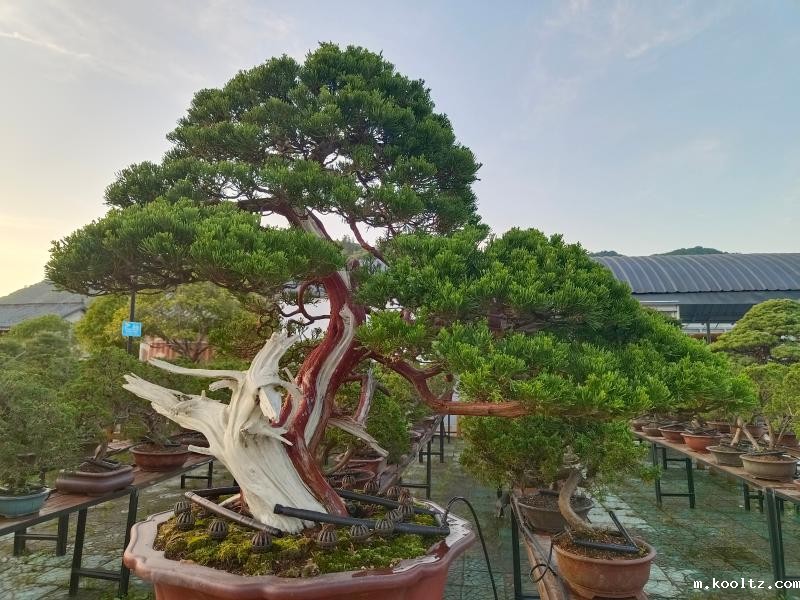 晓天镇：暮色绮丽展风姿