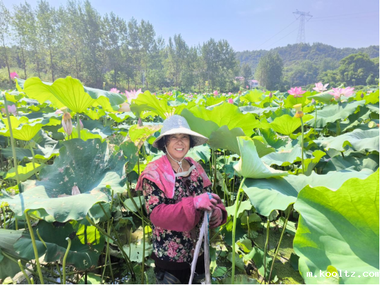 春秋乡：“莲”连丰收    特色产业赋能乡村振兴