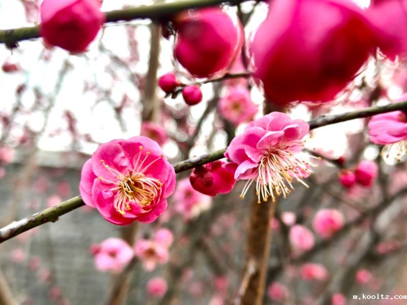 晓天镇：红梅朵朵点燃春色