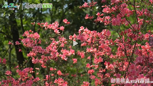 【舒城文旅】舒城的映山红盛开啦，喜欢映山红的朋友们快去打卡吧