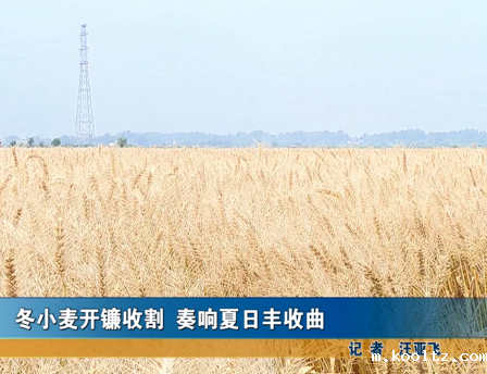 冬小麦开镰收割 奏响夏日丰收曲