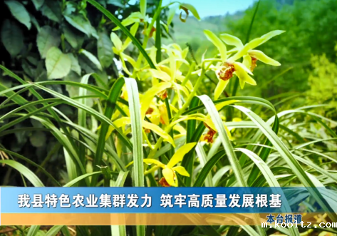 我县特色农业集群发力 筑牢高质量发展根基