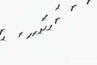 舒城县生态保护卓有成效：白鹤与东方白鹳惊现万佛湖